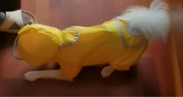 狗狗雨衣
