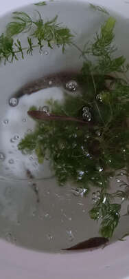 鱼缸氧气泵