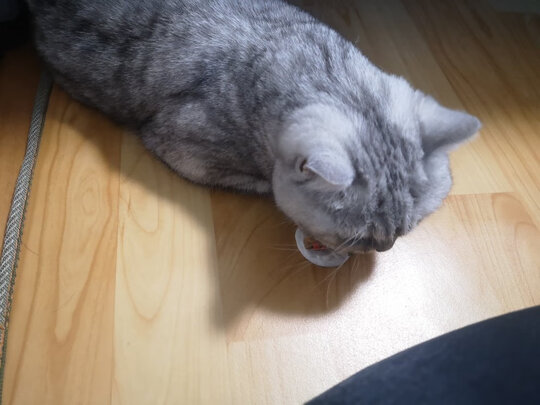 猫条猫零食