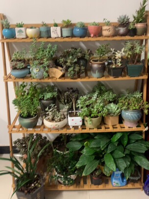 花架