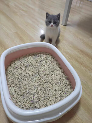 豆腐猫砂