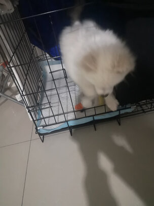  狗笼