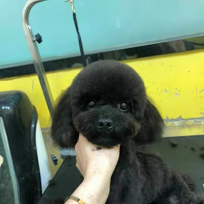  狗狗电推剪