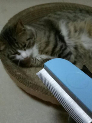 猫狗梳子