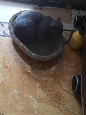 猫抓板