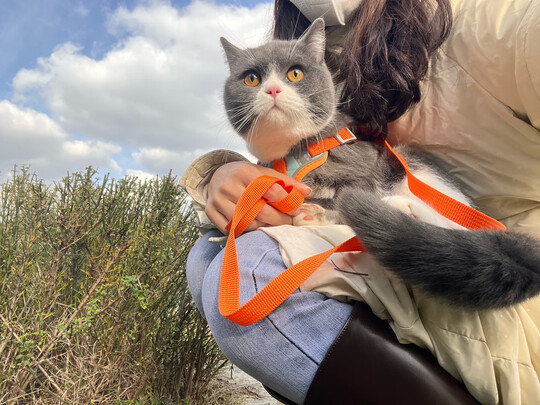 豆腐猫砂
