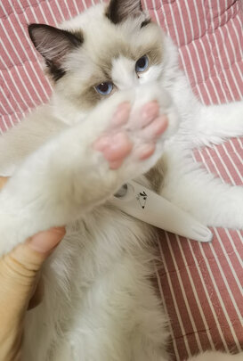  宠物电推剪