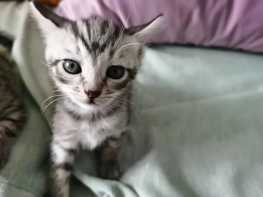 豆腐猫砂