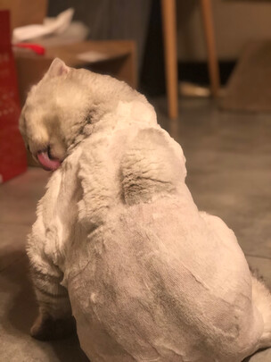 狗狗电推剪