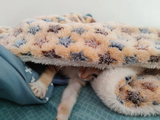 猫窝