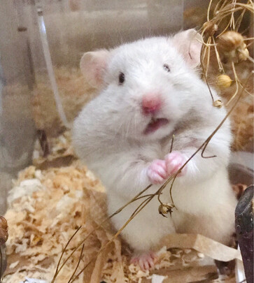 仓鼠木屑