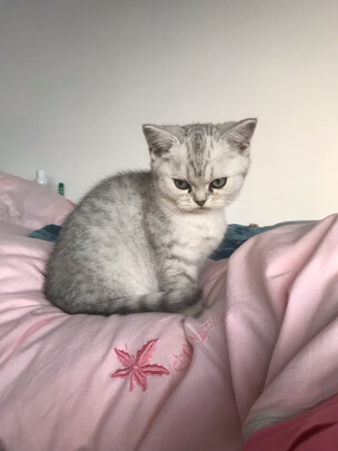 猫砂盆