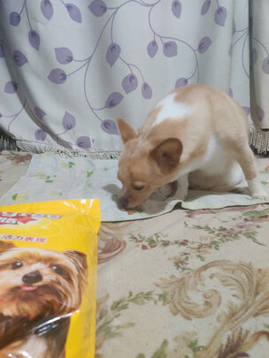 狗粮
