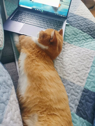 猫爬架