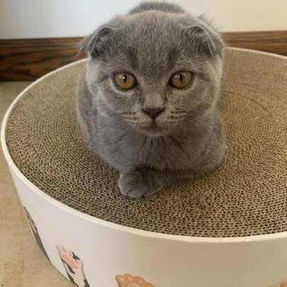 猫窝