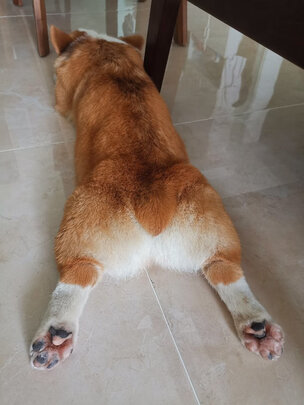 猫咪剃脚毛器