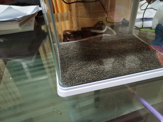 水草种子