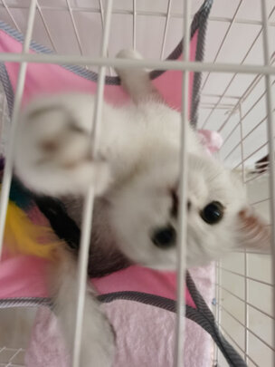 猫笼