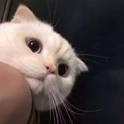 猫粮