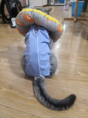 猫咪手术服