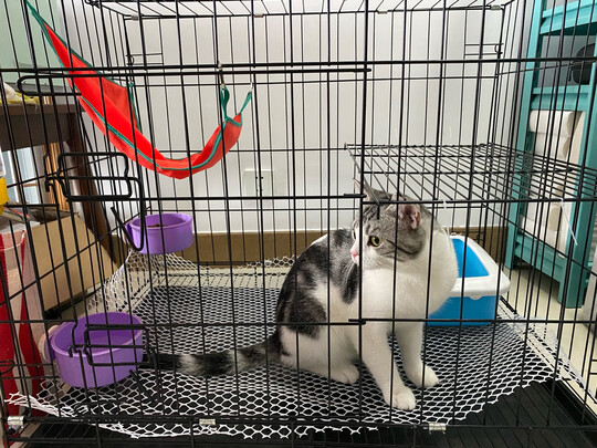  猫笼