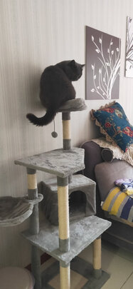 猫爬架