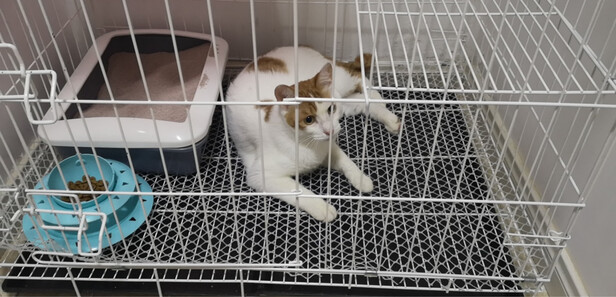 猫砂盆
