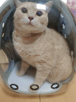 猫包