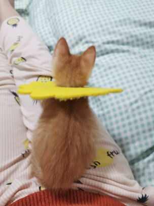 猫粮罐头