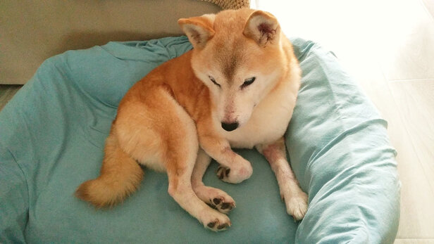 狗粮