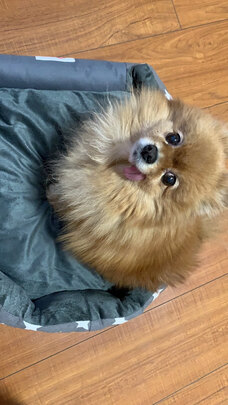 狗窝