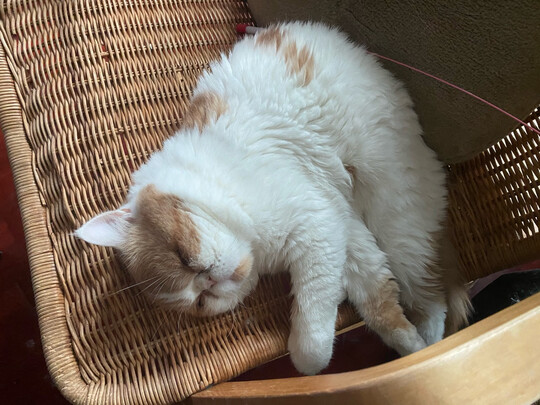 猫粮