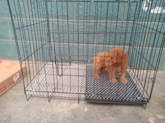  狗笼