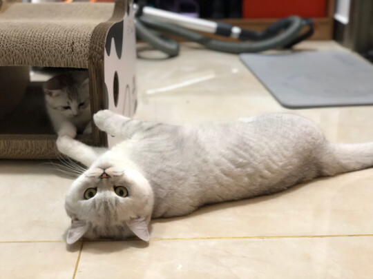 猫窝