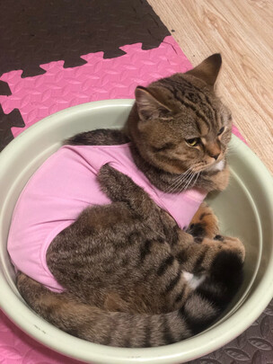 猫咪手术服