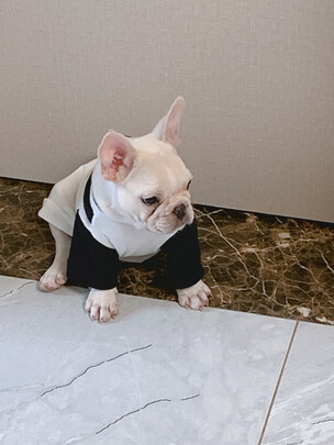 狗厕所