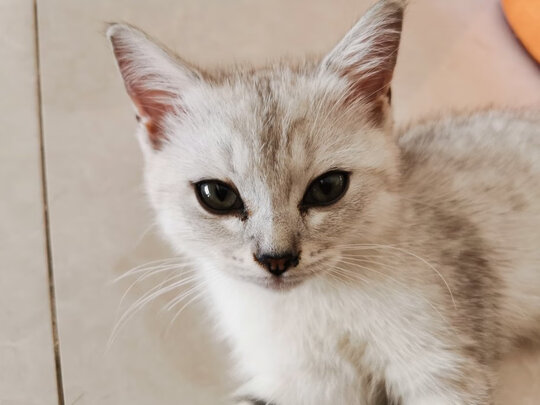 猫粮