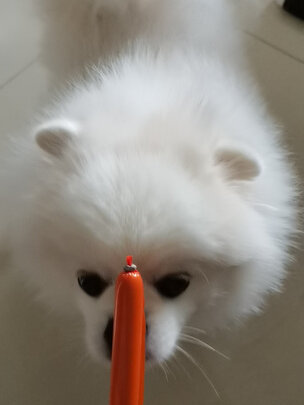 狗狗零食