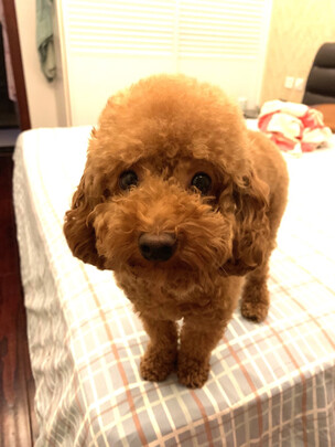  狗狗电推剪