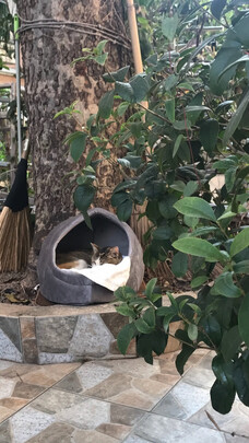 猫窝