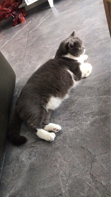 豆腐猫砂