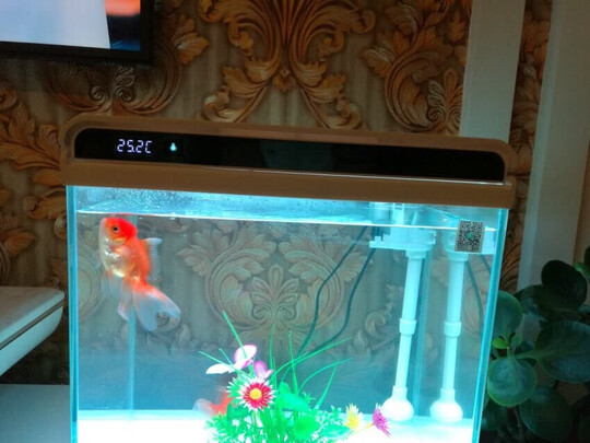 智能鱼缸