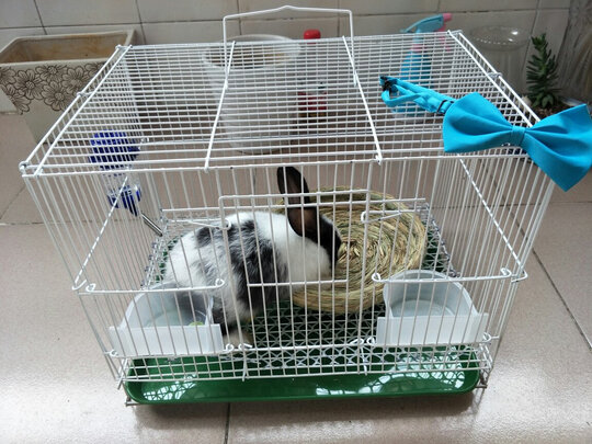 兔笼子