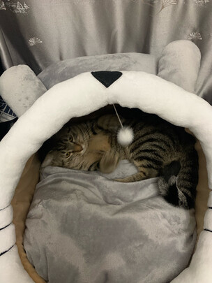 猫窝