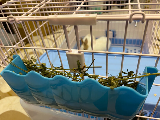 兔笼子