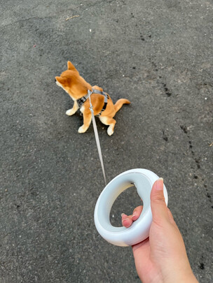 狗绳
