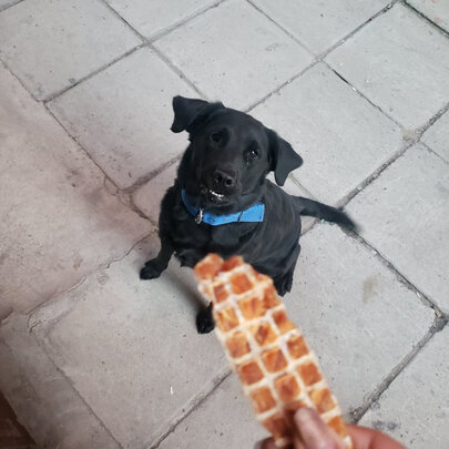 狗狗零食