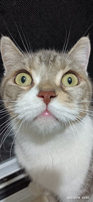 猫粮