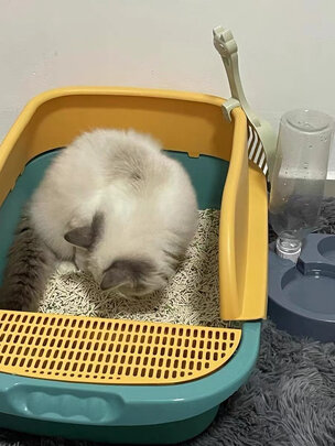 猫砂铲
