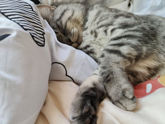 猫粮